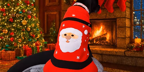 Christmas jumper dog walk