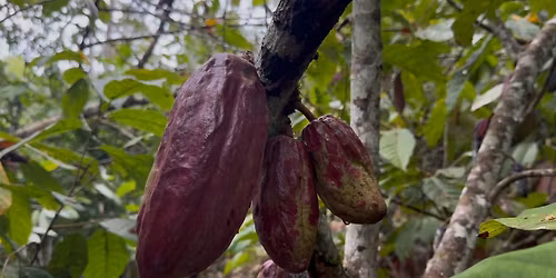 Couples' Cacao & Conversation