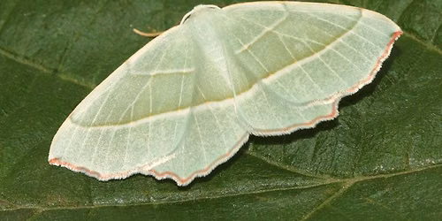 Les papillons de nuit de Hallencourt