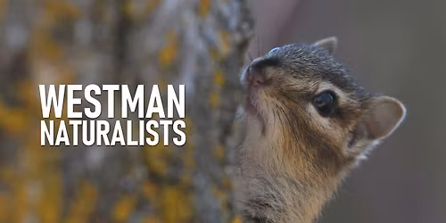 Distribution and abundance of mosses at Waggle Springs