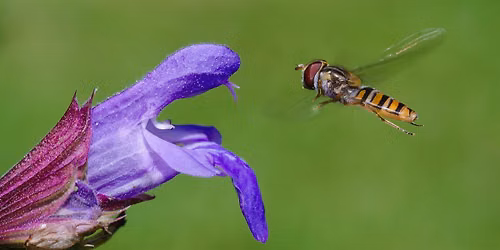 Makrofotografie in der freien Natur
