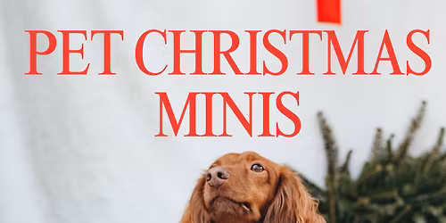 Pet Christmas Mini Session Photos! By Brijoyful photography and Paw and Order