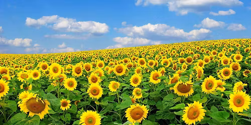 Totton Sunflowers WI 'Spring' Cake & Craft Fayre