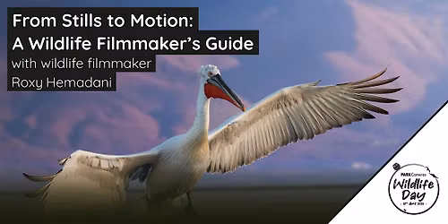 From Stills to Motion: A Wildlife Filmmaker\u2019s Guide