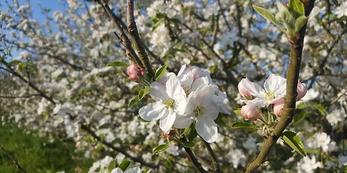 Shillingford Organics Agroforestry Tour for Agroforestry Open Farm Weekend