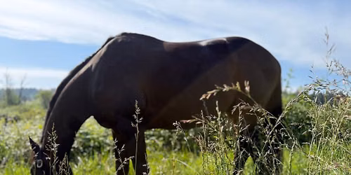 Elements of Equine Osteopathy