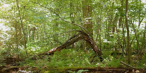 10th Annual Walk in Penn's Woods