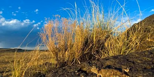 Horned Lizard hike at the volcanoes