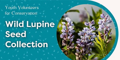 Youth Volunteers for Conservation (YV4C) Wild Lupine Seed Collection