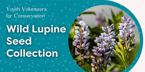 Youth Volunteers for Conservation (YV4C) Wild Lupine Seed Collection