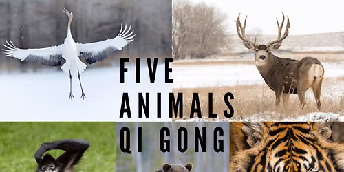 Five Animal Play QiGong