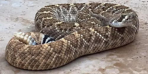 Rattlesnake Avoidance Training with JJ Belcher of Sublime K9