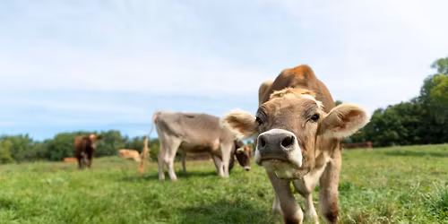 2026 Dunn County Dairy Brunch