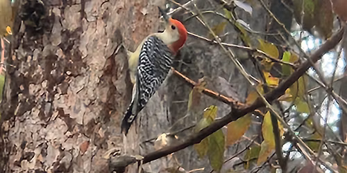 Friends of Grant Park Monthly Meeting and Holiday Party