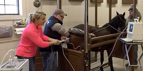 International Symposium on Equine OPU-ICSI-IVF - ISEOI-2026