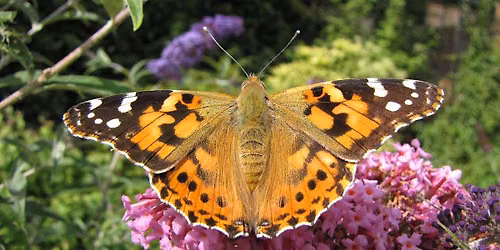 Burpee Homeschool Science Days 2026: Flight in Nature