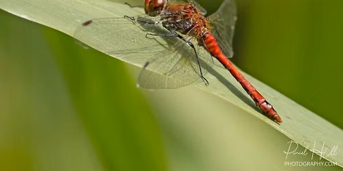 Macro Photography Critique (exact date TBC)