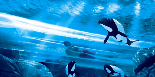 \ud83c\udf0a Dive into Fun: Aquatica Weekend Getaway! \ud83c\udfd6\ufe0f Orlando, FL $79 Per Couple