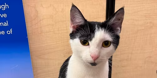 Caterday Adoptions - Petco - Sumter 