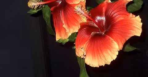 Good Shepherd Lutheran Church Hibiscus Show and Sale