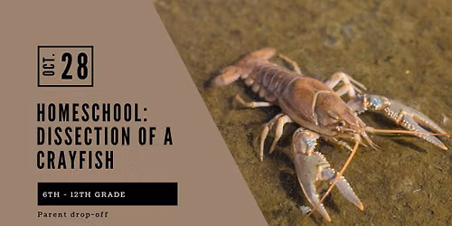 Homeschool: 6th-12th Grade: Dissection - Crayfish