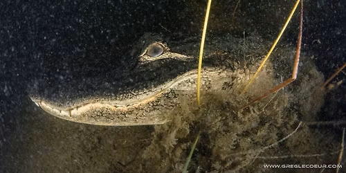 Gator Nights Everglades Airboat Eco Adventure