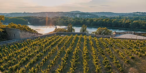 Une raclette dans la vigne... au coeur d'Avignon