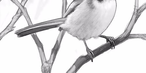 The Courage of Birds: Ways They Survive Winter