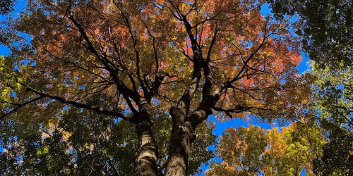 Fall Color Walk - Tenhave Woods