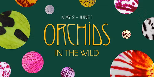Orchids in the Wild