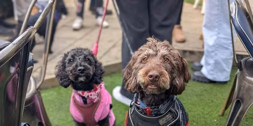 Cardiff - All Paws Pup Up Cafe