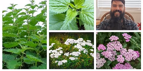ONLY 6 Spots - Plant Spirit Medicine Tea Sampling with Mitchell = Stinging Nettle & Yarrow