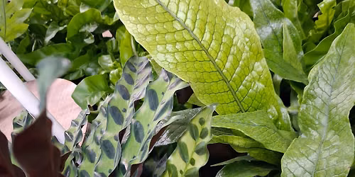 Houseplants for Beginners