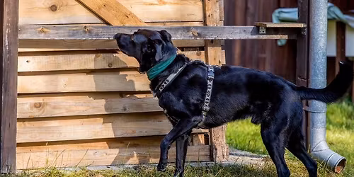 Jarn\u00ed v\u00edkendovka nosework + dogdancing