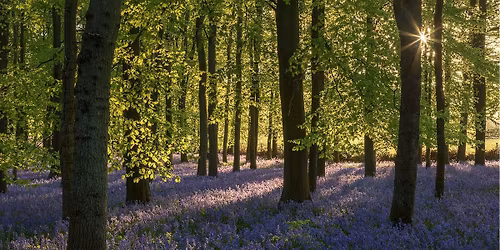 Bluebells Walk Ashridge Estate | Spring Forest Hike + Social Stroll