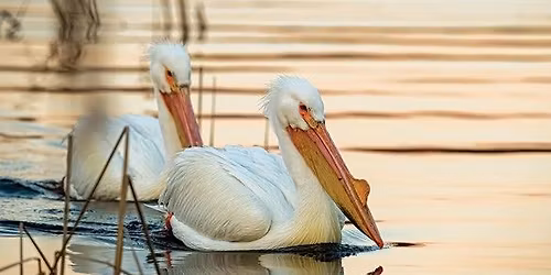 The American White Pelican