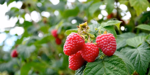 Building Your Berry Patch Class