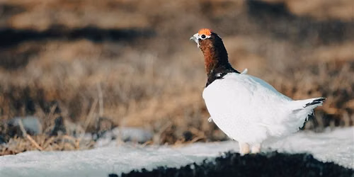 Summer Camp: Bird Camp (ages 7-12)