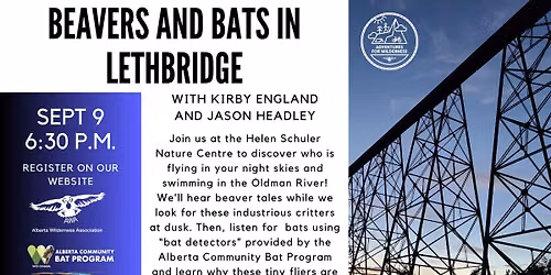 Beavers and Bats in Lethbridge