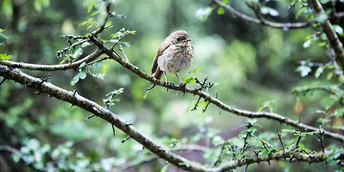 Backyard Birds
