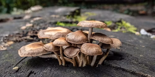 Magnificent Mushrooms: Uses, Culture and Easy Peasy Outdoor Cultivation