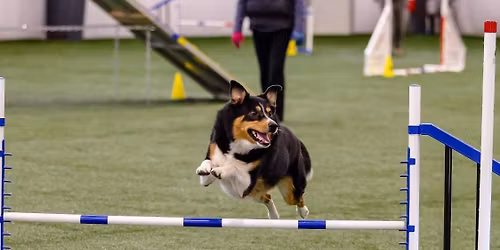 Double Q Agility Trial