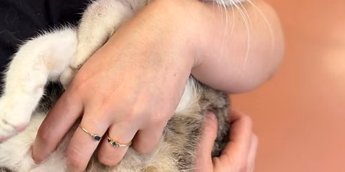 Pick and Meet Adoptions at SASA! 