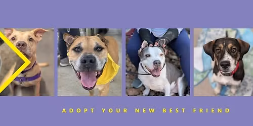 Emancipet Mobile Spay\/ Neuter Clinic