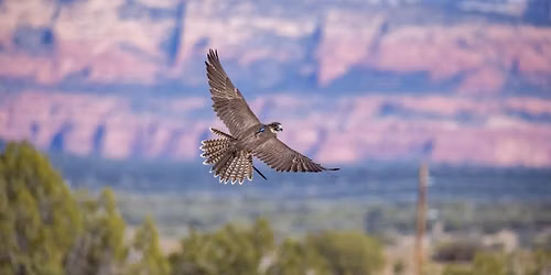World Falconry Day 2026