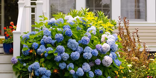 Hydrangea Educational Event