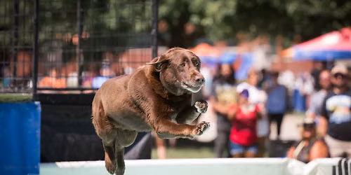 DockDogs\u00ae at the Indiana State Fair |  Week 2