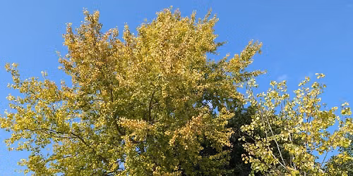 Odin\u2019s Odyssey Tree Walk