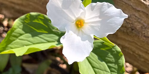 Drop-by: Spring Craft