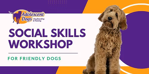 Friendly Dog Social Skills Workshop Guildford